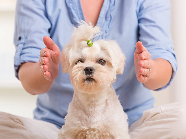 Golden retriever receiving gentle Reiki energy healing treatment, showing relaxation and peace